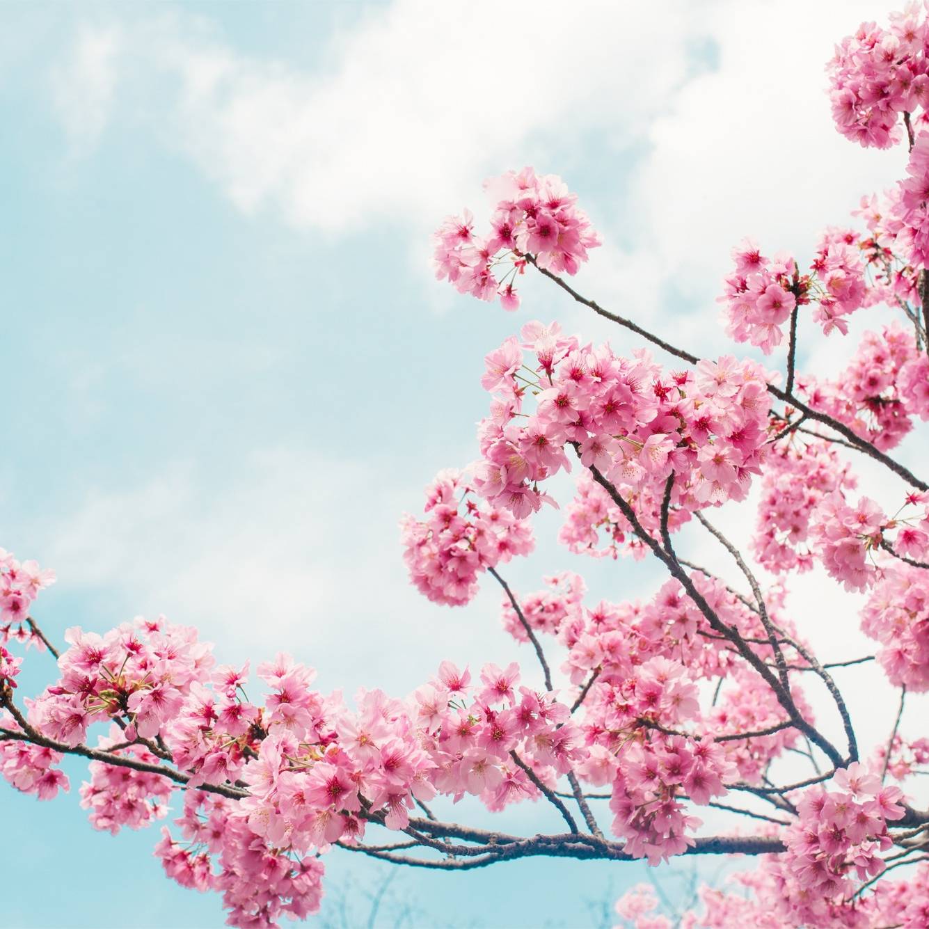 Pink blossom tree
