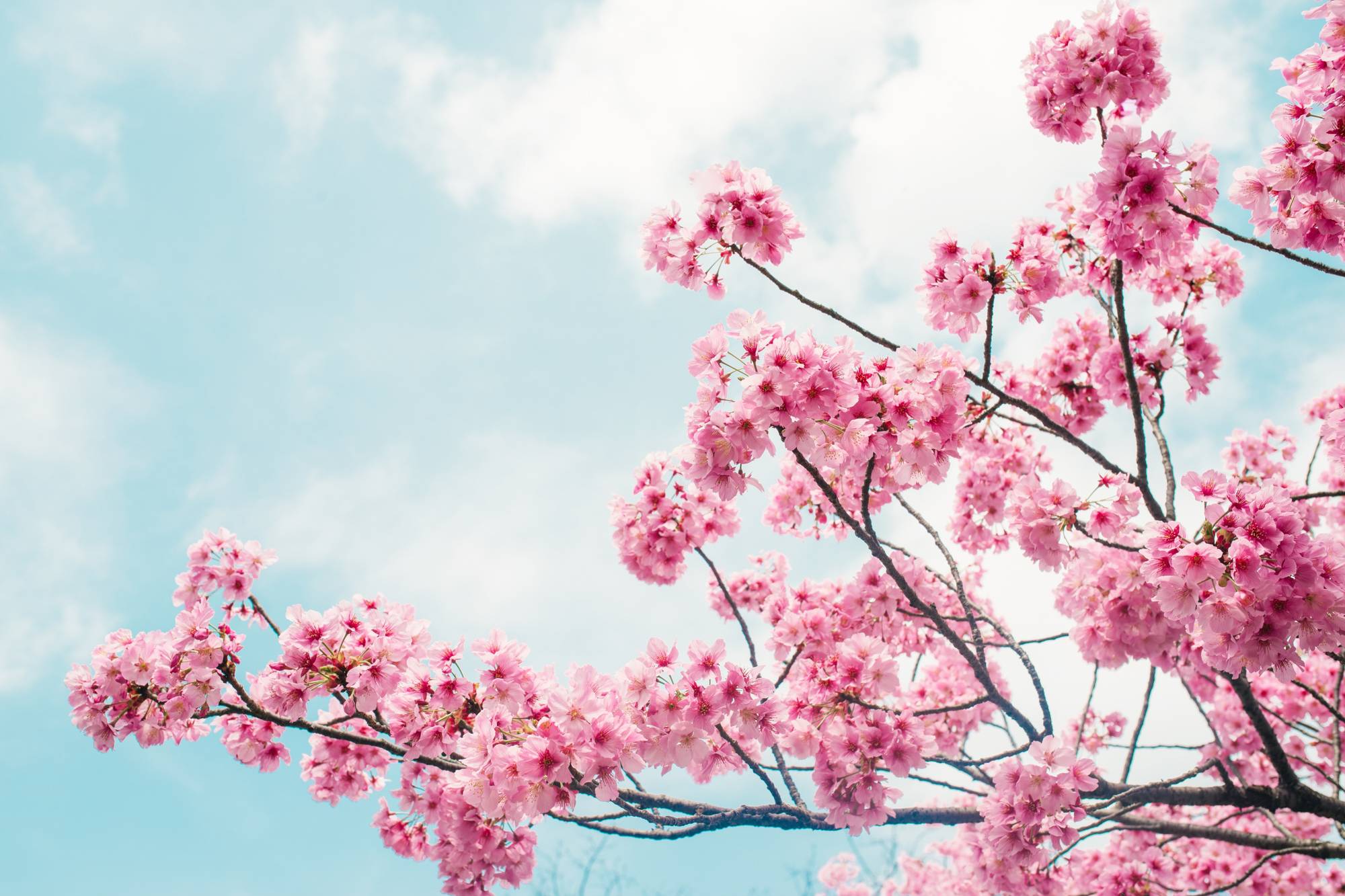 Pink blossom tree