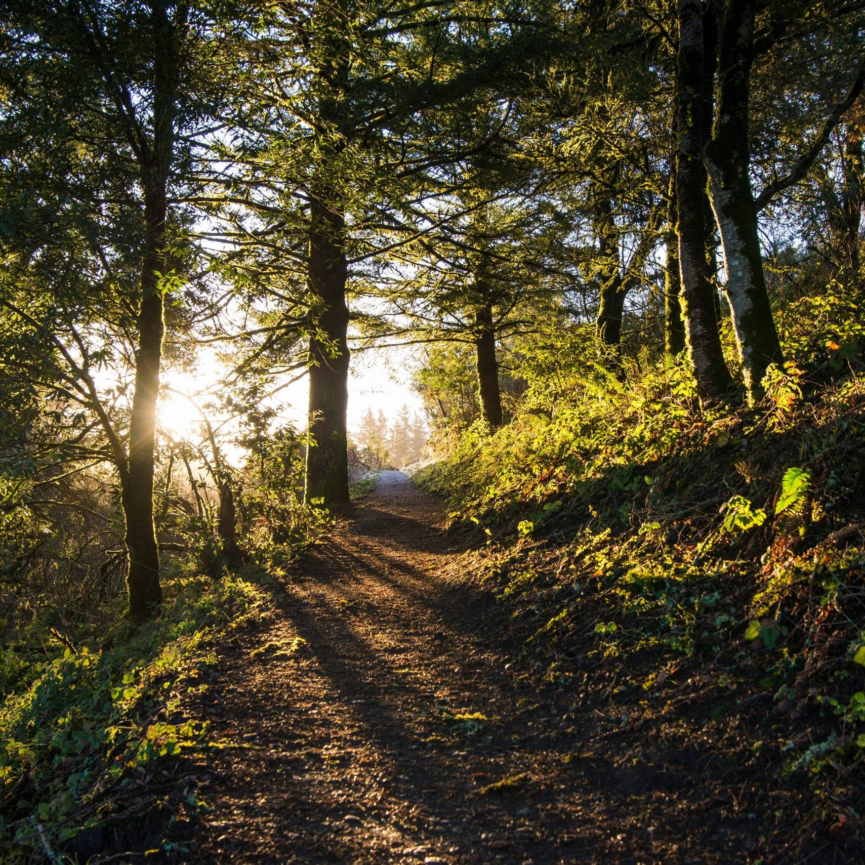 Sun shining through woods image